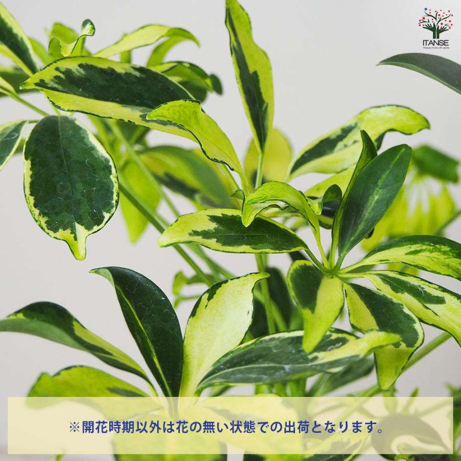 ITANSE ホンコンカポック(シェフレラ) 斑入り【白】 観葉植物 4号鉢