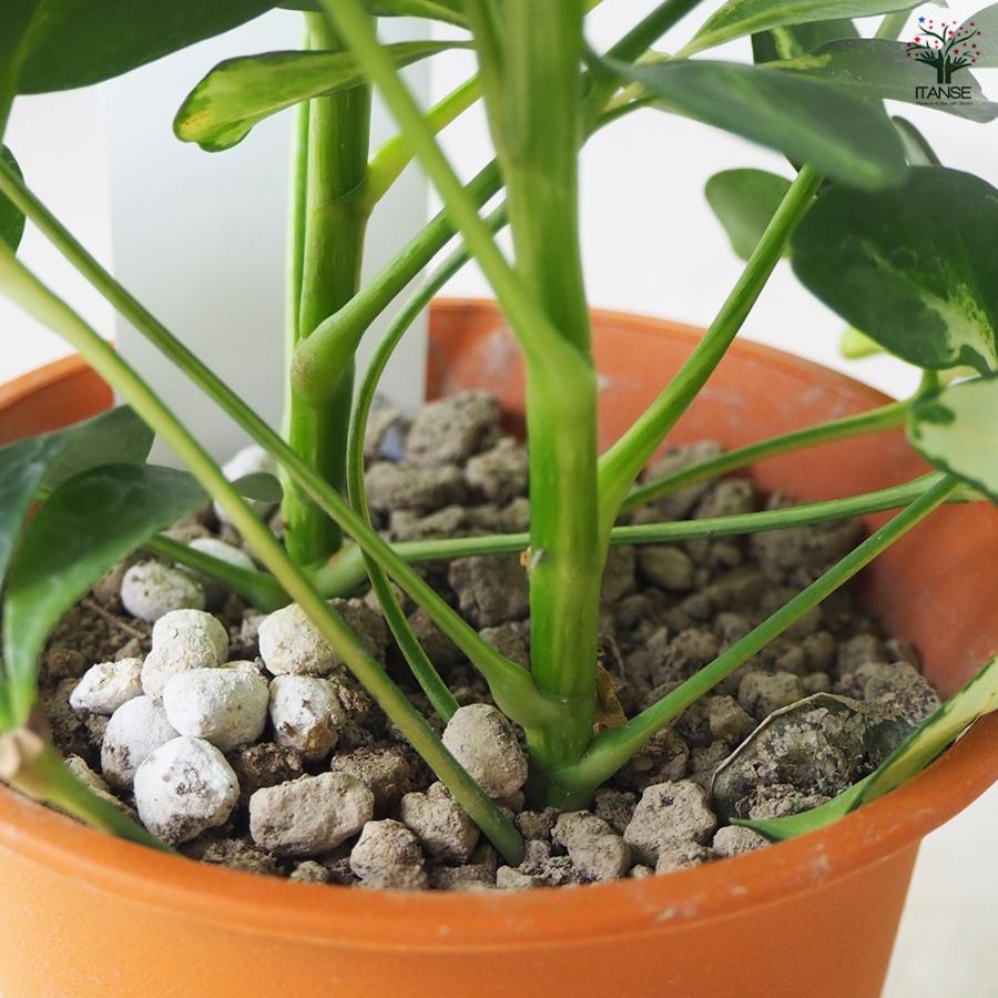 ITANSE ホンコンカポック(シェフレラ) 斑入り【白】 観葉植物 4号鉢