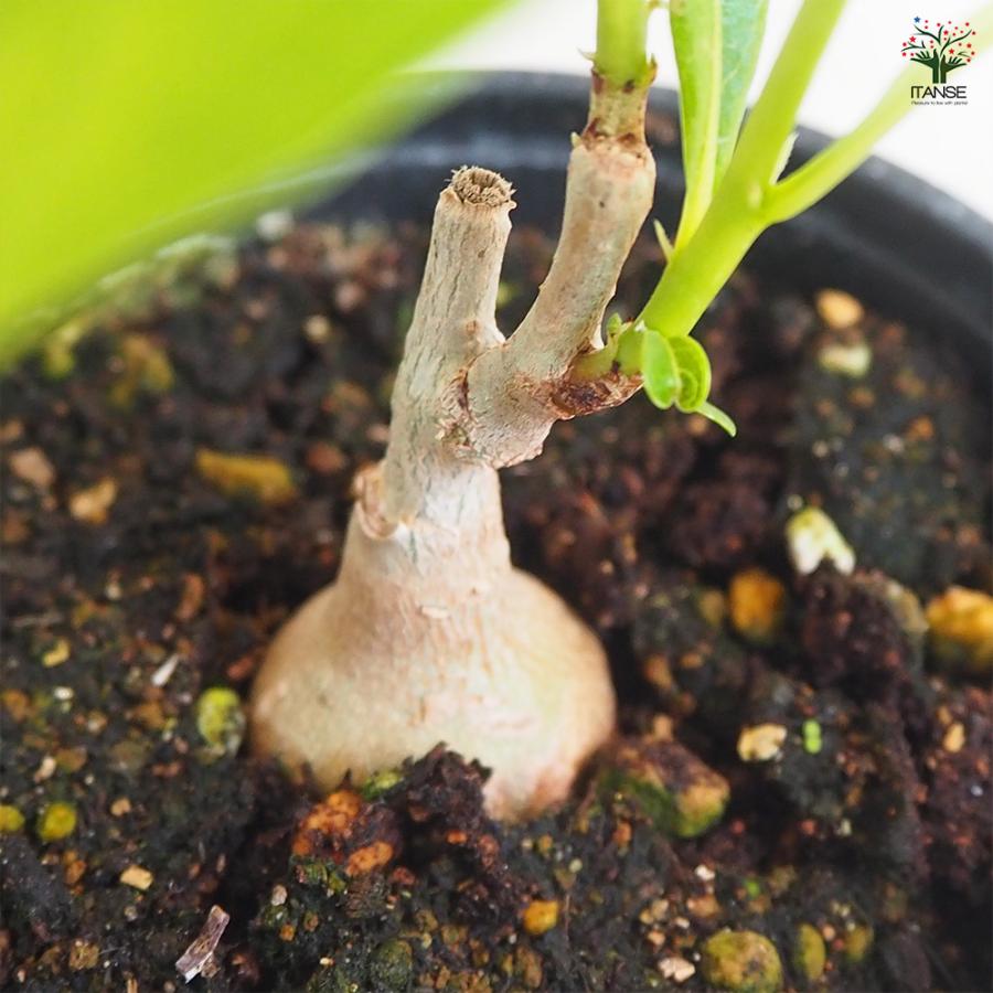 ITANSE バオバブ セネガル産 Sサイズ 観葉植物 Sサイズポット ITANSE バオバブ セネガル産 Sサイズ 観葉植物 Sサイズポット