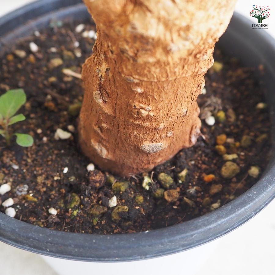 ITANSE バオバブ セネガル産 Lサイズ 観葉植物 Lサイズポット/1個売り