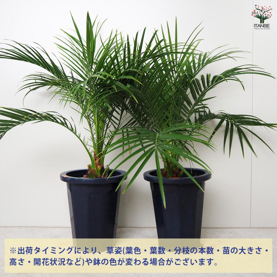 ITANSE ヤシ フェニックス・ロベレニー 観葉植物 6号鉢/1個売り 熱帯