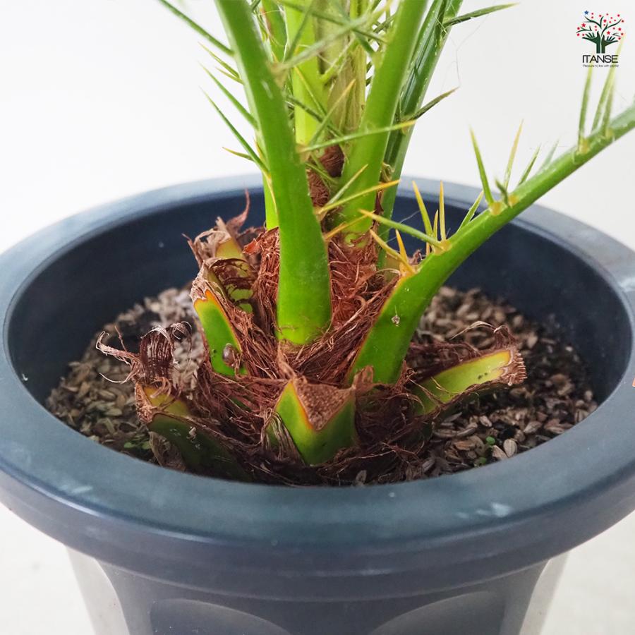 ITANSE ヤシ フェニックス・ロベレニー 観葉植物 6号鉢/1個売り ITANSE ヤシ フェニックス・ロベレニー 観葉植物 6号鉢/1個売り