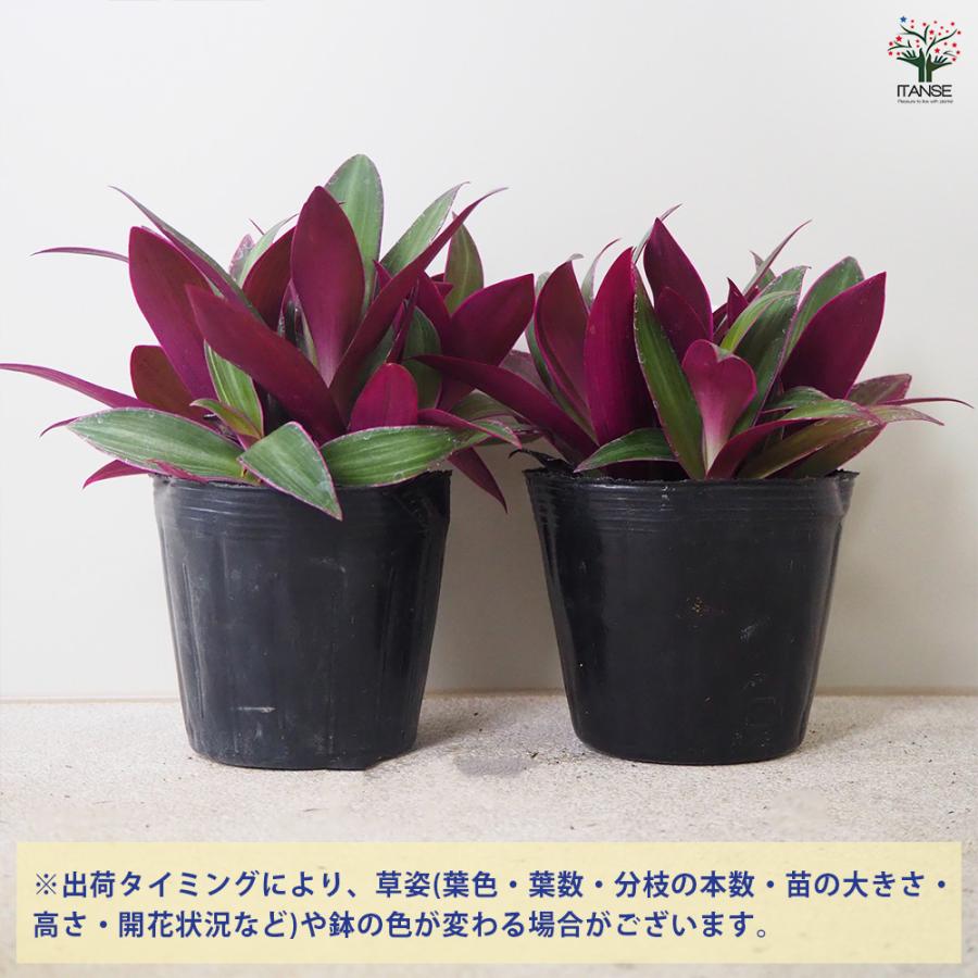 ITANSE ムラサキオモト オーロラ 観葉植物 3.5号ポット/1個売り 紫