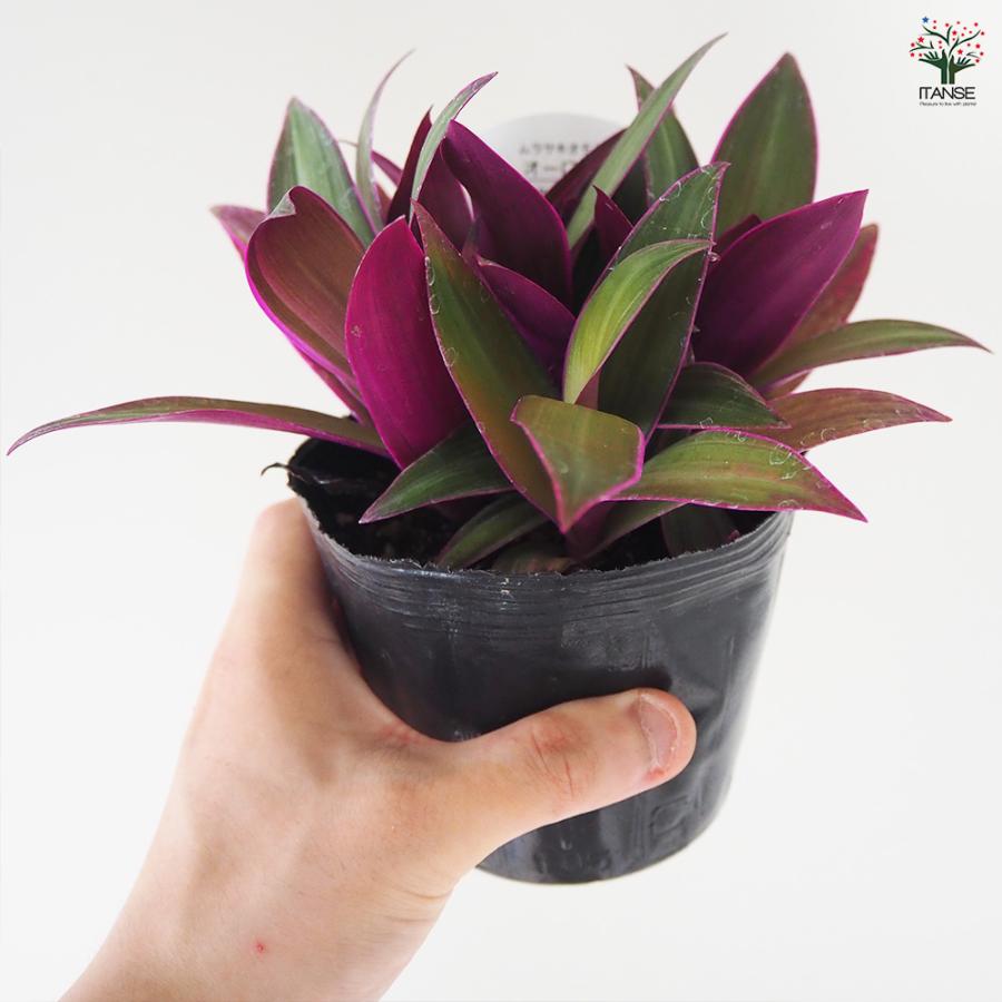 ITANSE ムラサキオモト オーロラ 観葉植物 3.5号ポット/1個売り 紫