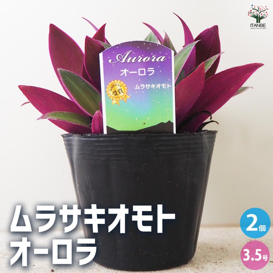 ITANSE ムラサキオモト オーロラ 観葉植物 3.5号ポット/お買い得2個