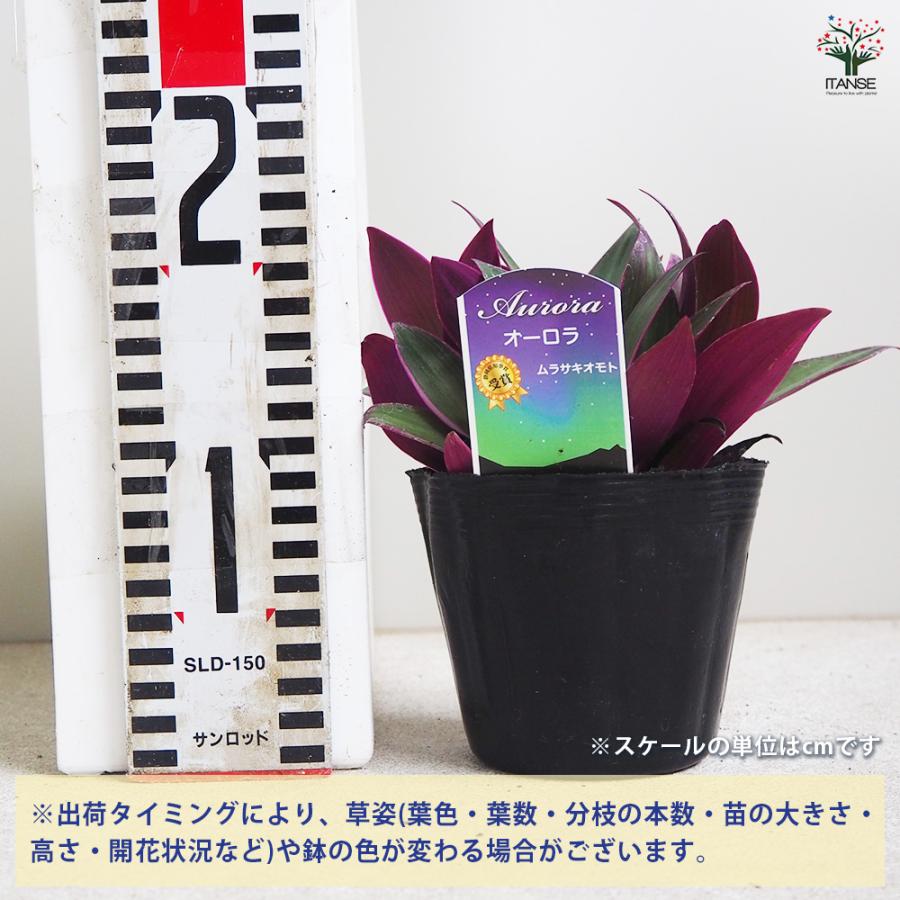 ITANSE ムラサキオモト オーロラ 観葉植物 3.5号ポット/お買い得2個