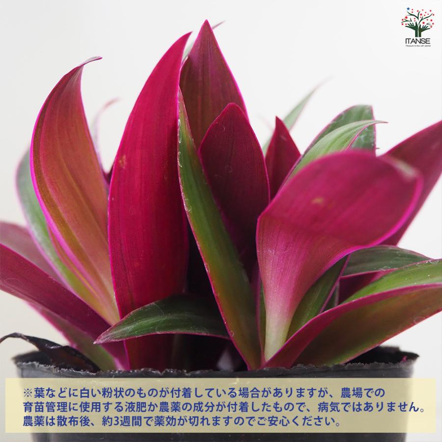ITANSE ムラサキオモト オーロラ 観葉植物 3.5号ポット/お買い得2個