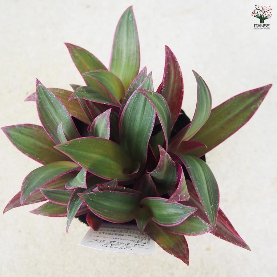 ITANSE ムラサキオモト オーロラ 観葉植物 3.5号ポット/お買い得2個
