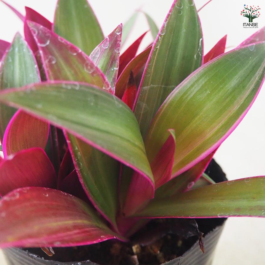 ITANSE ムラサキオモト オーロラ 観葉植物 3.5号ポット/お買い得2個
