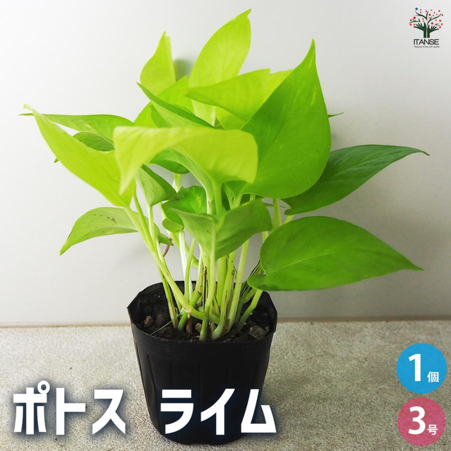 ポトスの寄せ植え　ライムコンパクト(チリ斑)＆エクセレント ポトスの寄せ植え ライムコンパクト(チリ斑)＆エクセレント - メルカリ