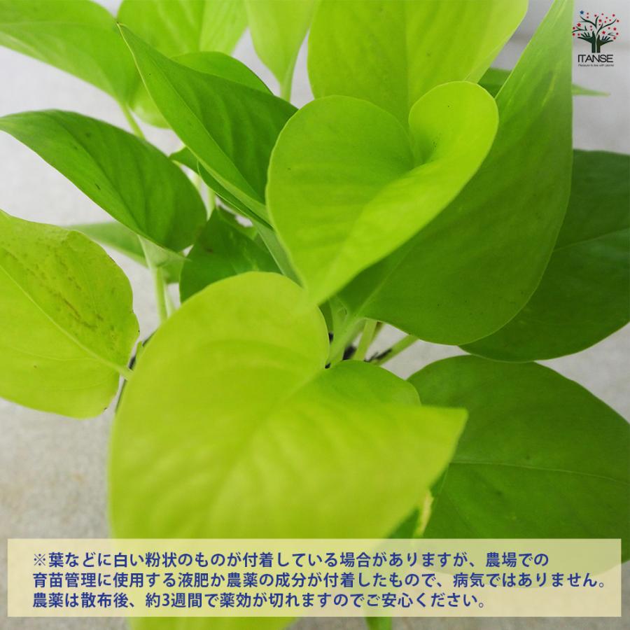 ITANSE ポトス ライム 観葉植物 3号ポット/1個売り 観葉 インテリア