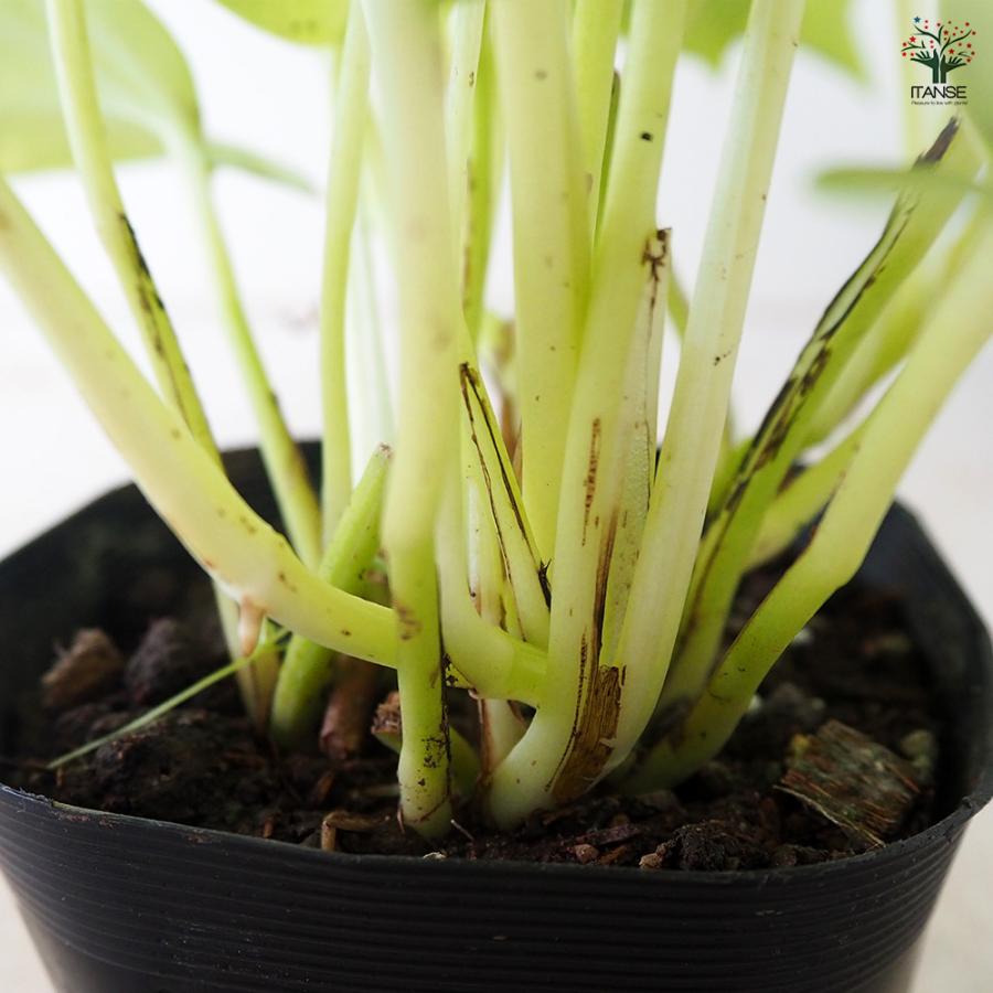 ITANSE ポトス ライム 観葉植物 3号ポット/1個売り 観葉 インテリア
