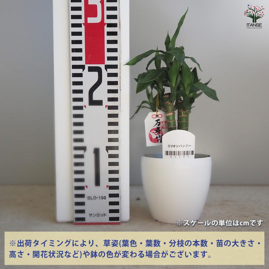 ITANSE ミリオンバンブー 観葉植物 3.5号鉢/1個売り キングバンブー