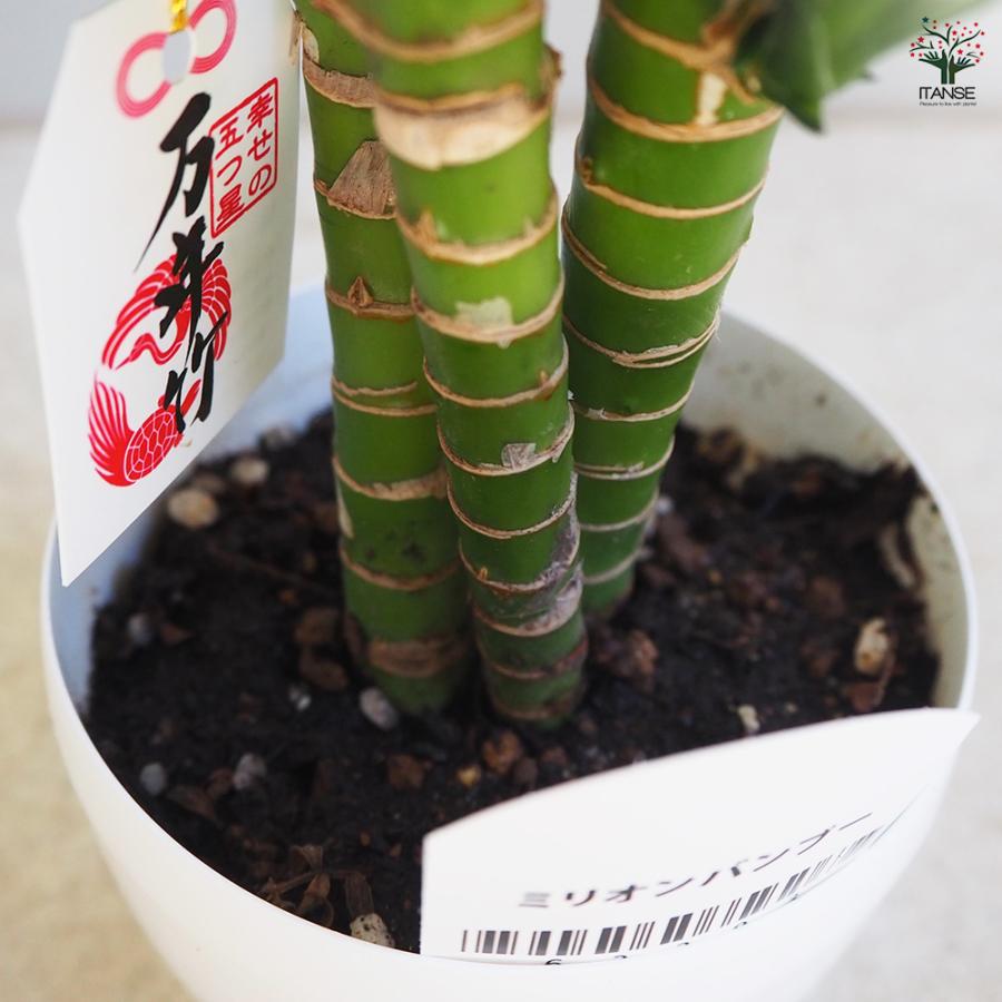 その他観葉植物 Dieffenbchia Millionaire Vinson その他観葉植物 Dieffenbchia Millionaire Vinson Dieffenbchia