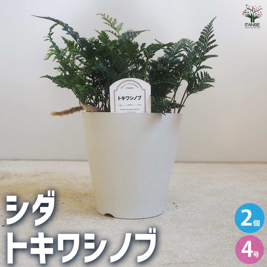 ITANSE シダ トキワシノブ 観葉植物 4号鉢/お買い得2個セット 常磐忍
