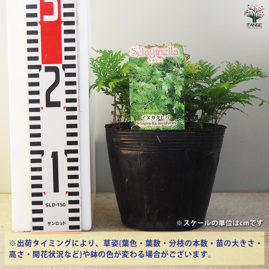 カタヒバ 観葉植物 5号/1個売り 片檜葉 イワヒバ 盆栽 インテリア