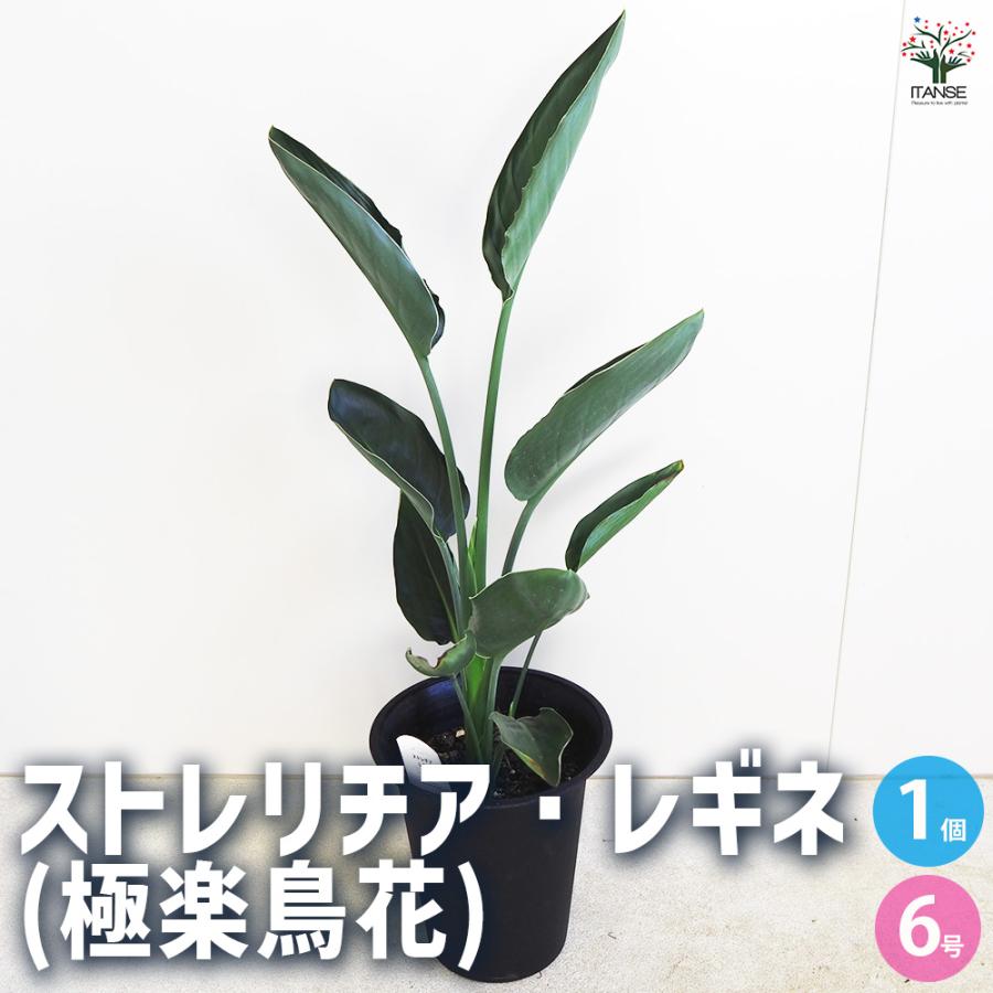 ストレリチア レギネ(極楽鳥花) 観葉植物 6号/1個売り 観葉 インテリア