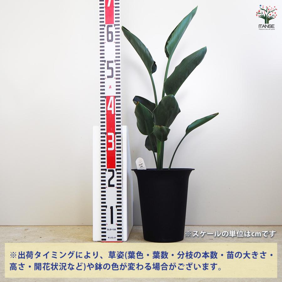 ストレリチア レギネ ストレリチア レギネ(極楽鳥花) 観葉植物 6号/1個売り 観葉 インテリア