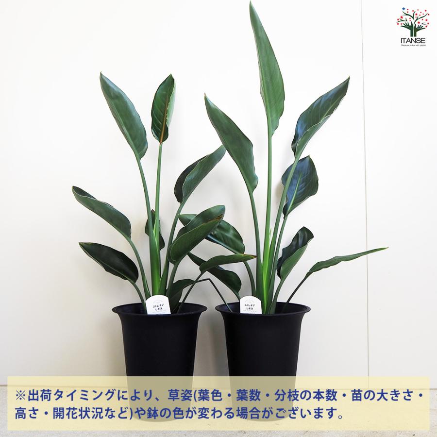 ストレリチア レギネ(極楽鳥花) 観葉植物 6号/1個売り 観葉 インテリア