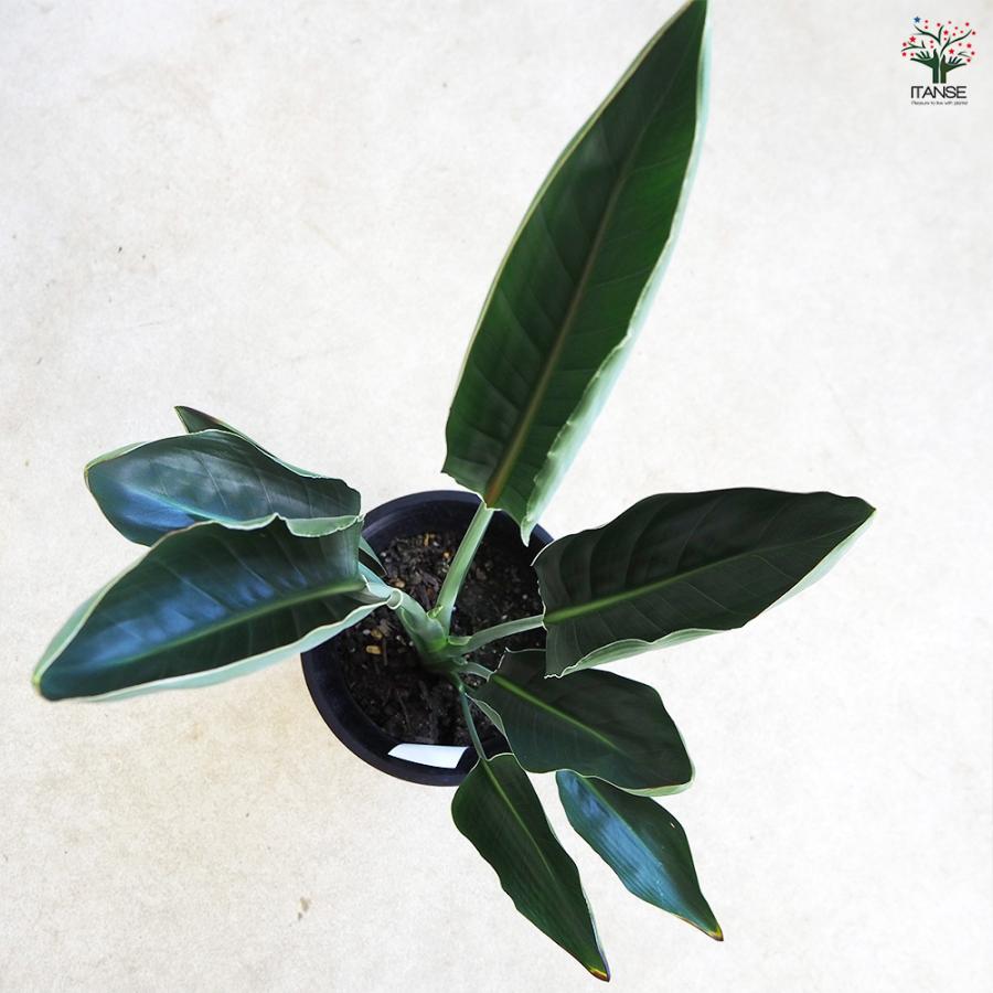 ストレリチア レギネ(極楽鳥花) 観葉植物 6号/1個売り 観葉 インテリア