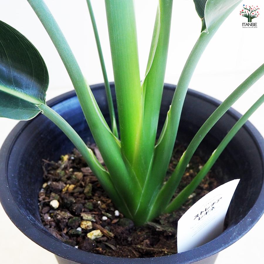 ストレリチア レギネ 2 観葉植物 ストレリチア レギネ2L 10号鉢 | 移転祝い 開店祝い 法人