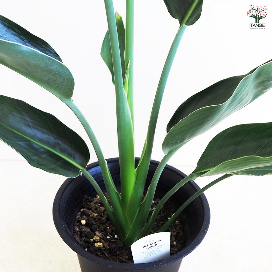 ストレリチア レギネ(極楽鳥花) 観葉植物 6号/1個売り 観葉 インテリア