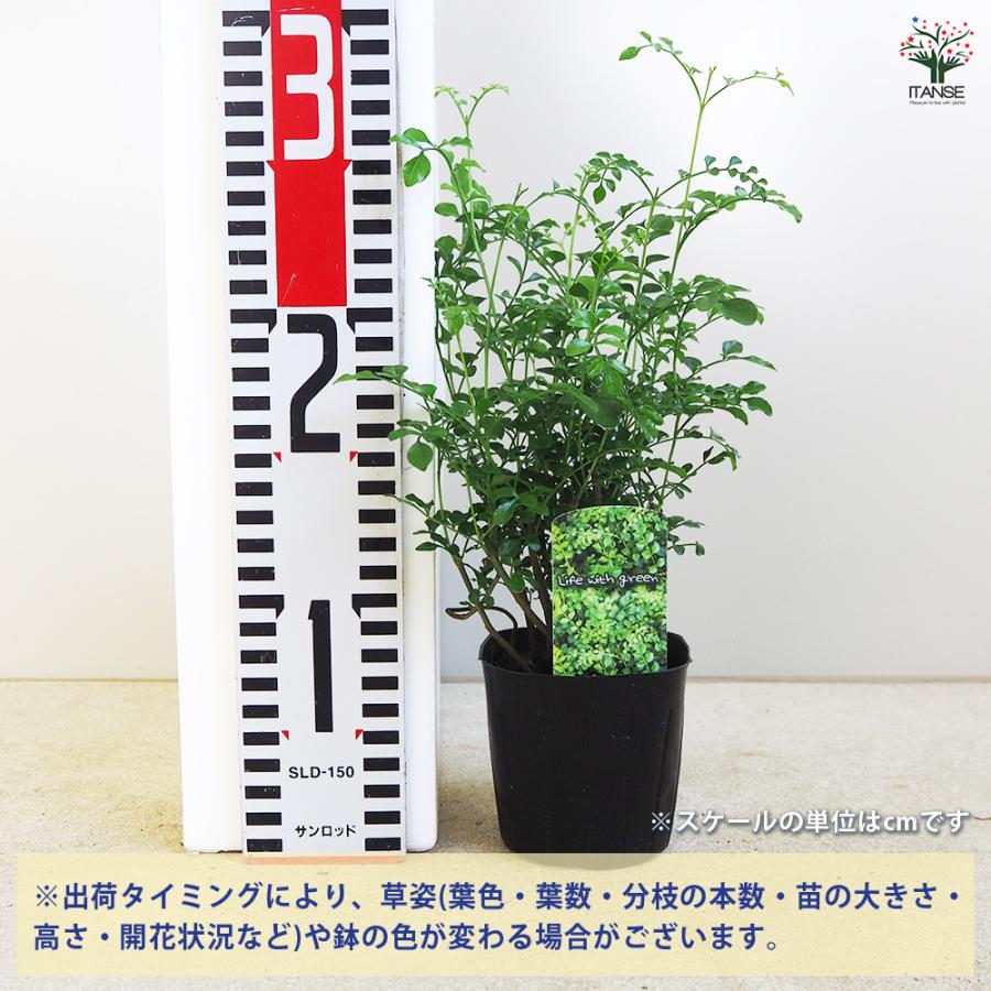 シマトネリコ 観葉植物 3号/1個売り タイワンシオジ Fraxinus
