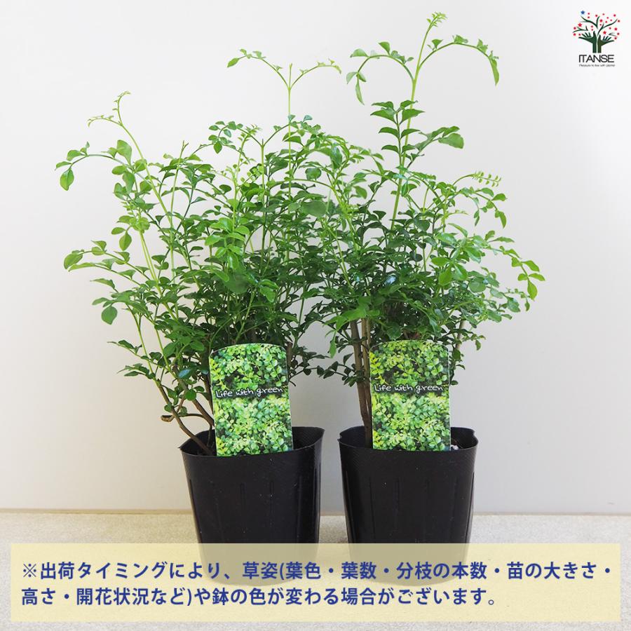 シマトネリコ 観葉植物 3号/1個売り タイワンシオジ Fraxinus