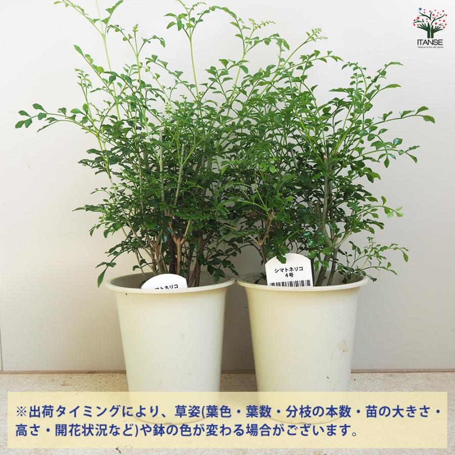 シマトネリコ 観葉植物 4号/1個売り タイワンシオジ Fraxinus