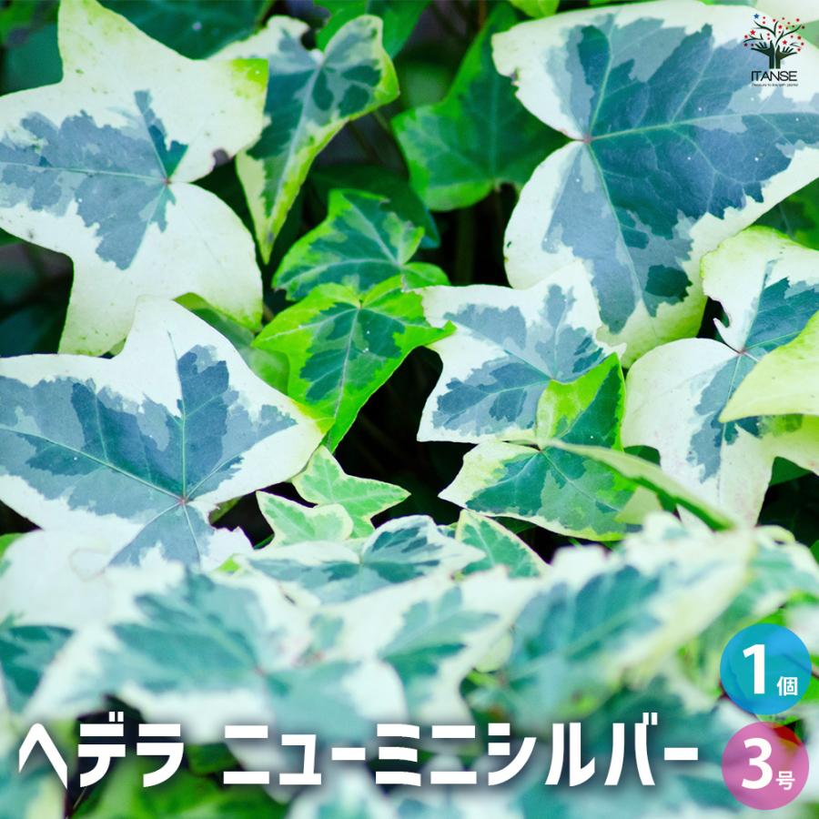 ヘデラ ニューミニシルバー 観葉植物 3号/1個売りカラーリーフ