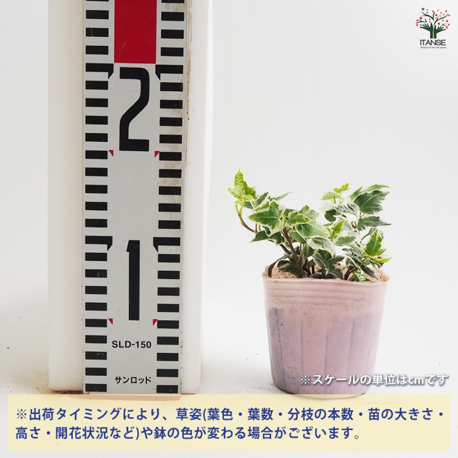 ♡ご確認&ご連絡用♡ニューミニシルバー＊根付きカット枝♡ ヘデラ ニューミニシルバー 観葉植物 3号/1個売りカラーリーフ