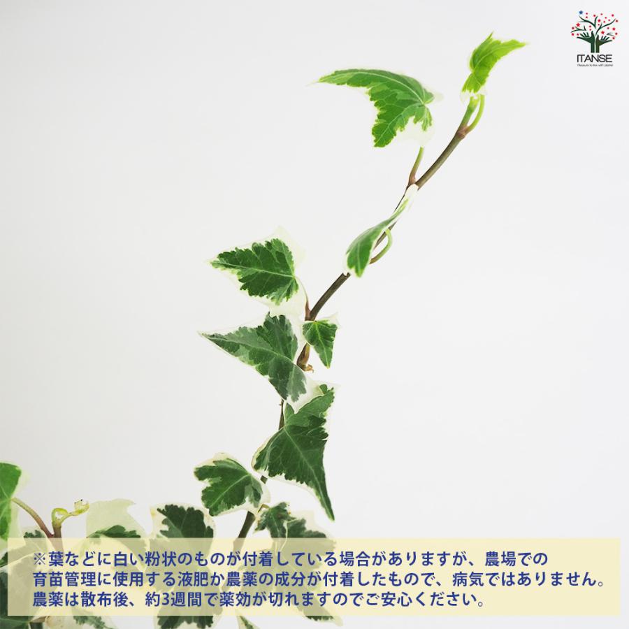 ヘデラ ニューミニシルバー 観葉植物 3号/1個売りカラーリーフ