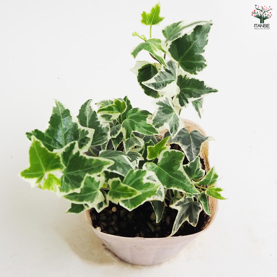 ヘデラ ニューミニシルバー 観葉植物 3号/1個売りカラーリーフ