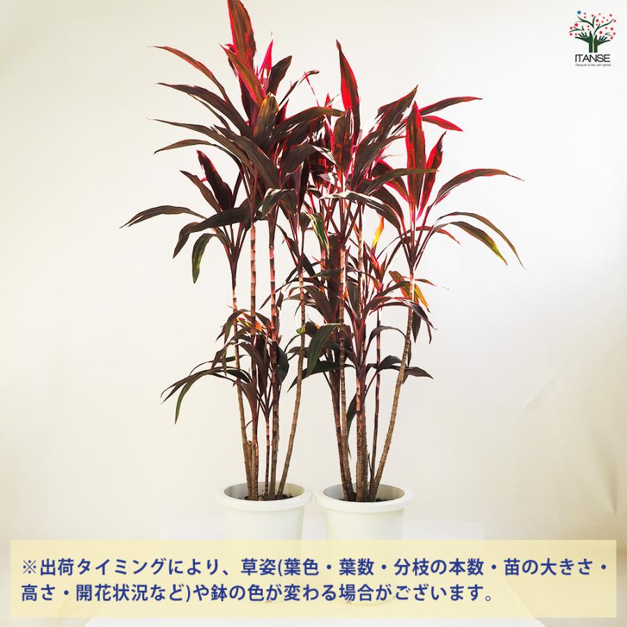 ドラセナ 赤ドラセナ 観葉植物 8号鉢/1個売り リュウゼツラン