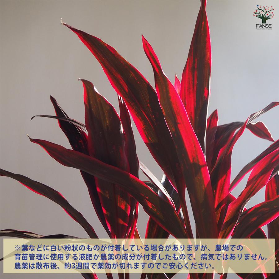 ドラセナ 赤ドラセナ 観葉植物 8号鉢/1個売り リュウゼツラン