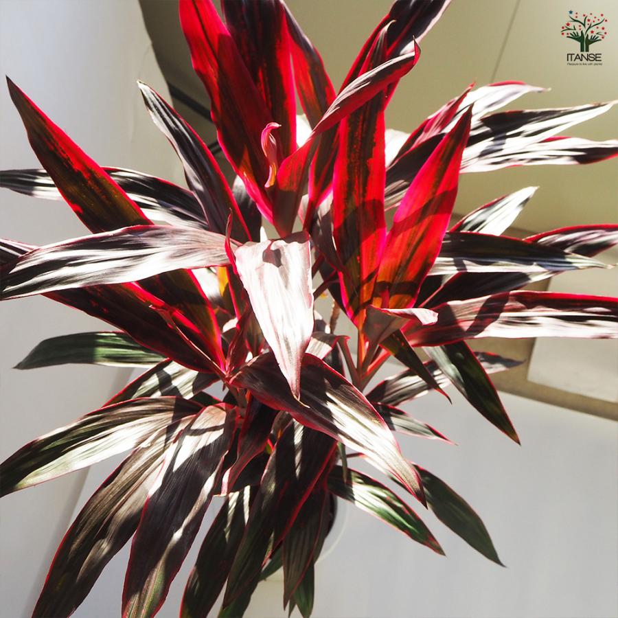 ドラセナ 赤ドラセナ 観葉植物 8号鉢/1個売り リュウゼツラン