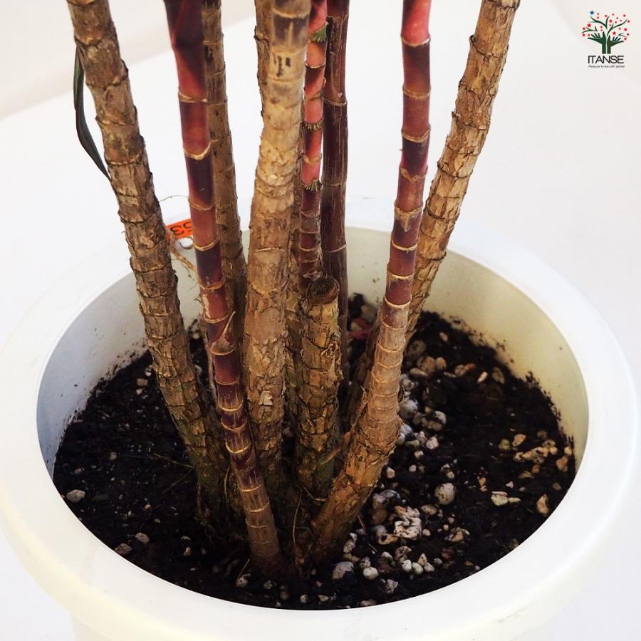 ドラセナ 赤ドラセナ 観葉植物 8号鉢/1個売り リュウゼツラン