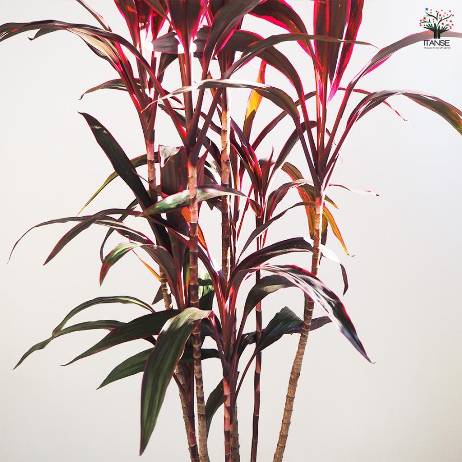 ドラセナ 赤ドラセナ 観葉植物 8号鉢/1個売り リュウゼツラン