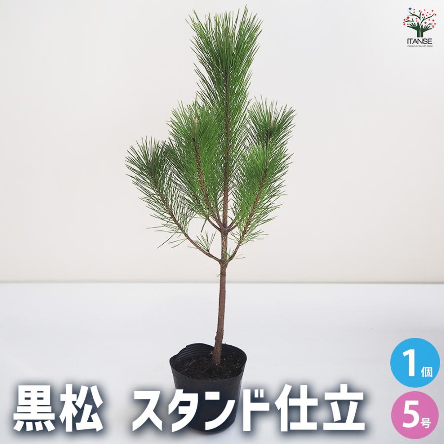 黒松 スタンド仕立 観葉植物 5号鉢/1個売り 正月飾り お正月 門松 角松