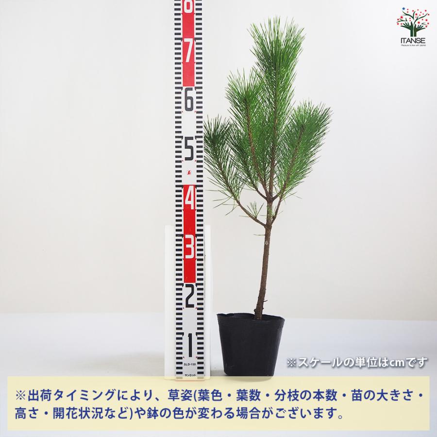 黒松 スタンド仕立 観葉植物 5号鉢/1個売り 正月飾り お正月 門松 角松