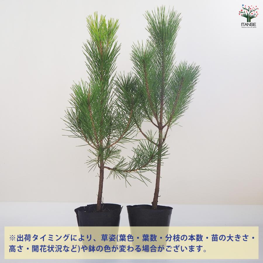 黒松 スタンド仕立 観葉植物 5号鉢/1個売り 正月飾り お正月 門松 角松