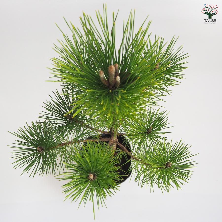 黒松 スタンド仕立 観葉植物 5号鉢/1個売り 正月飾り お正月 門松 角松