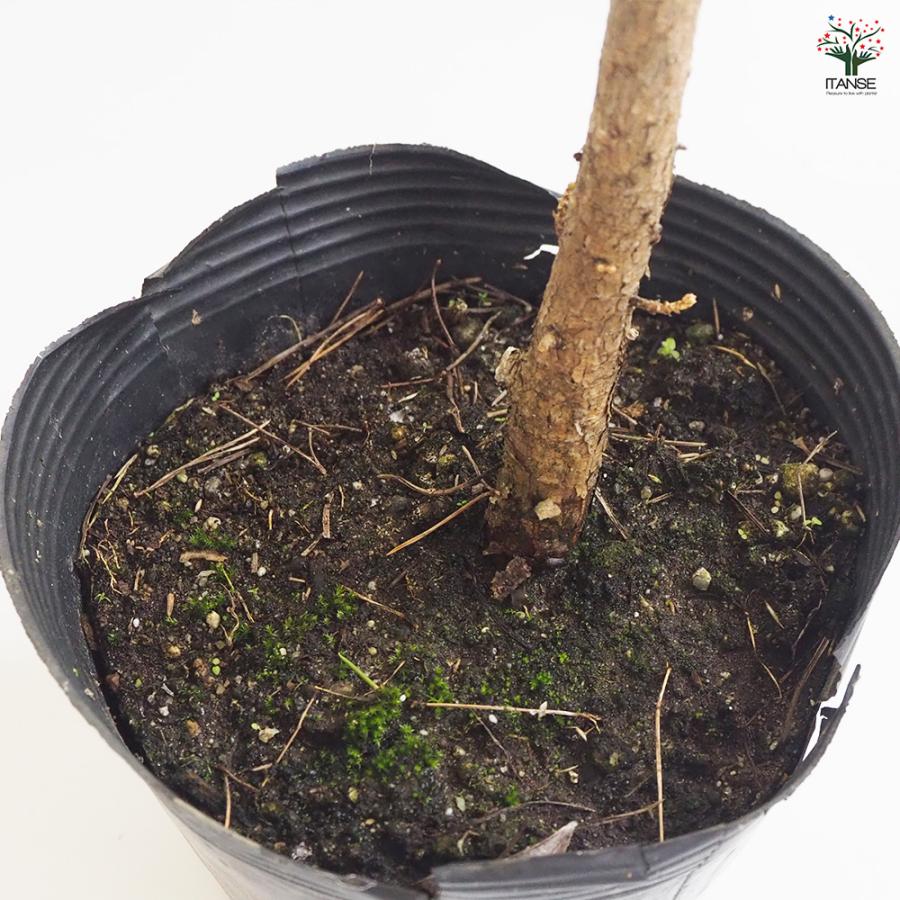 黒松 スタンド仕立 観葉植物 5号鉢/1個売り 正月飾り お正月 門松 角松