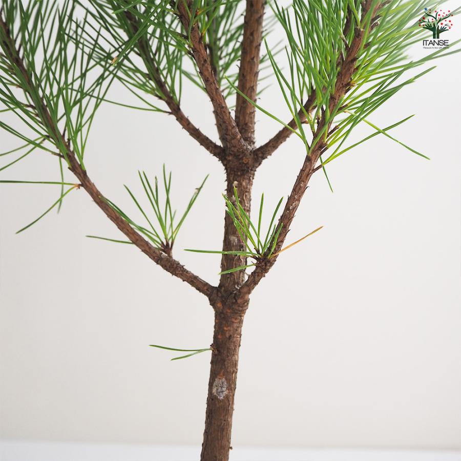正月　門松　黒松 黒松 スタンド仕立 観葉植物 5号鉢/1個売り 正月飾り お正月 門松 角松