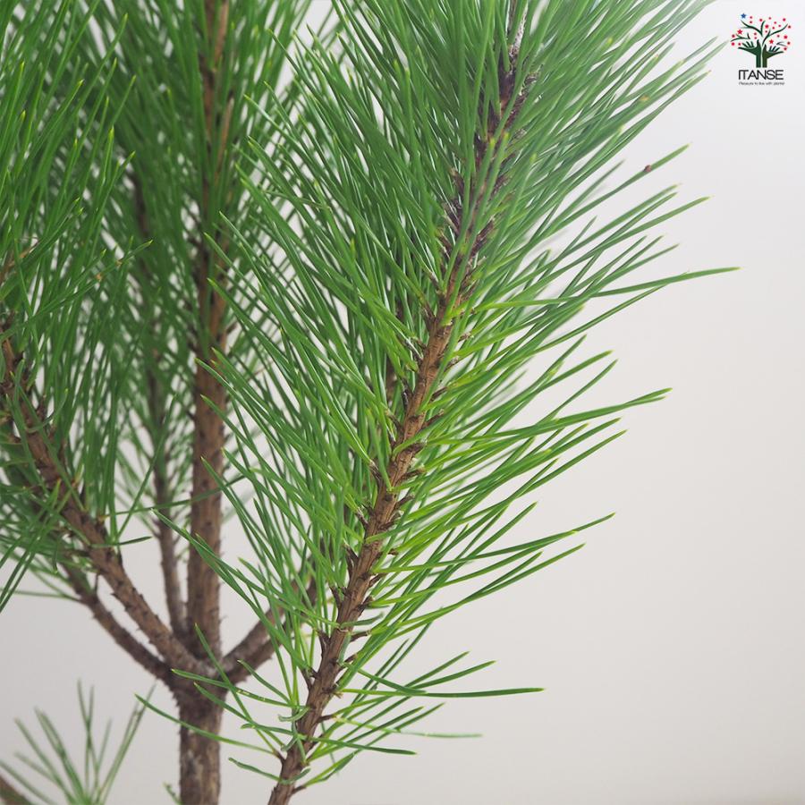 黒松 スタンド仕立 観葉植物 5号鉢/1個売り 正月飾り お正月 門松 角松