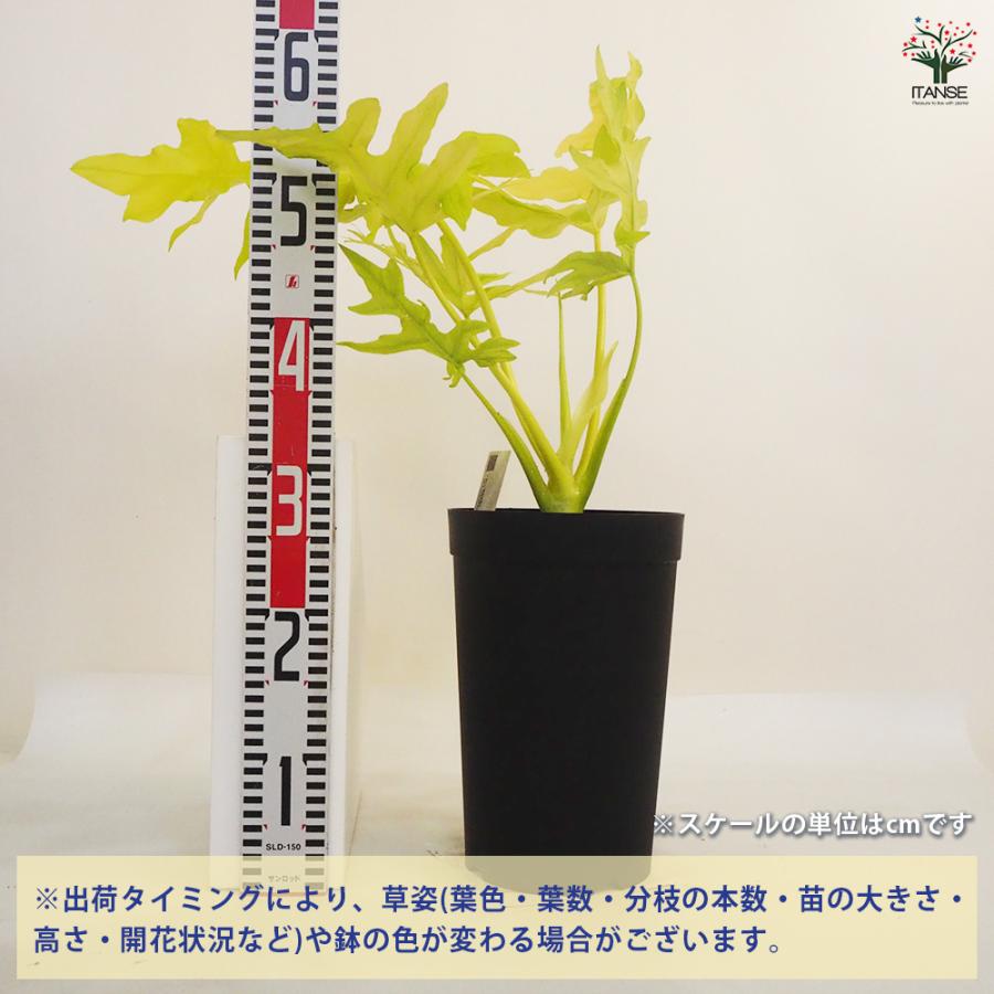 フィロデンドロン ゴールデンセローム 観葉植物 7号鉢/1個売り