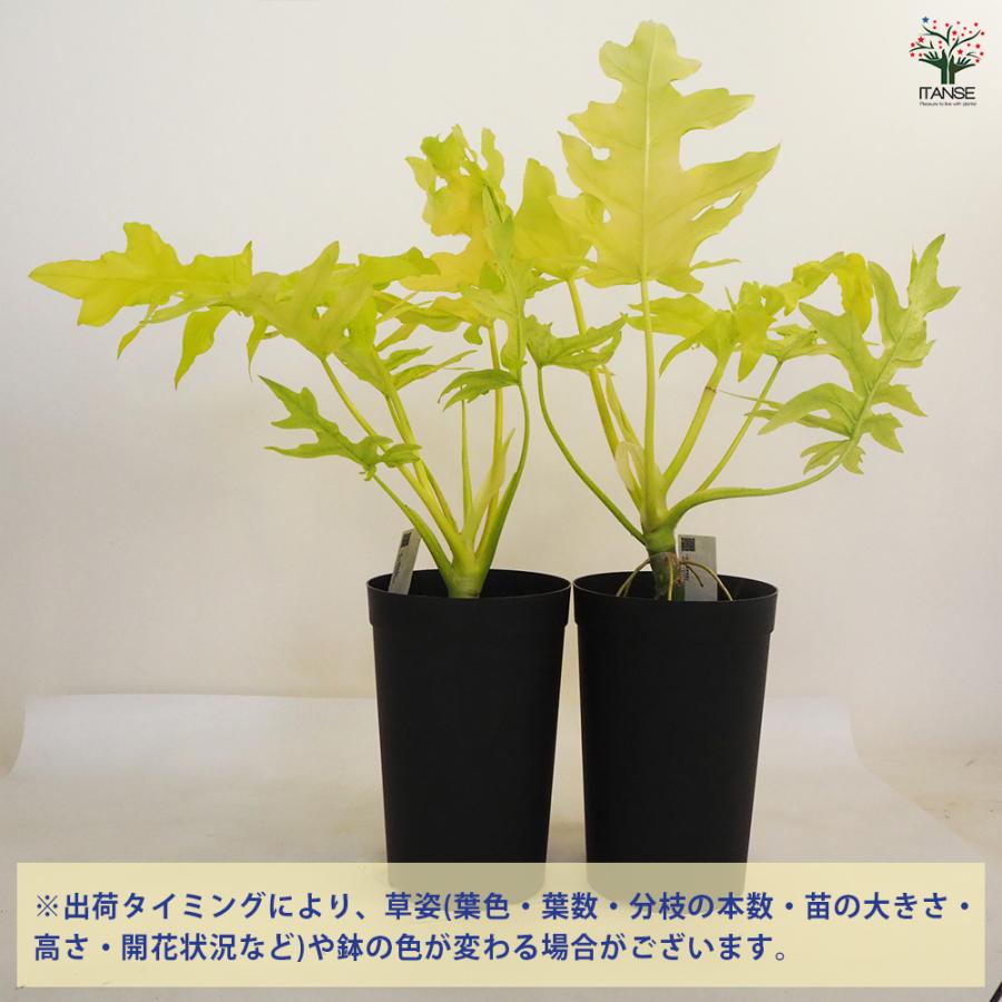 フィロデンドロン ゴールデンセローム 観葉植物 7号鉢/1個売り