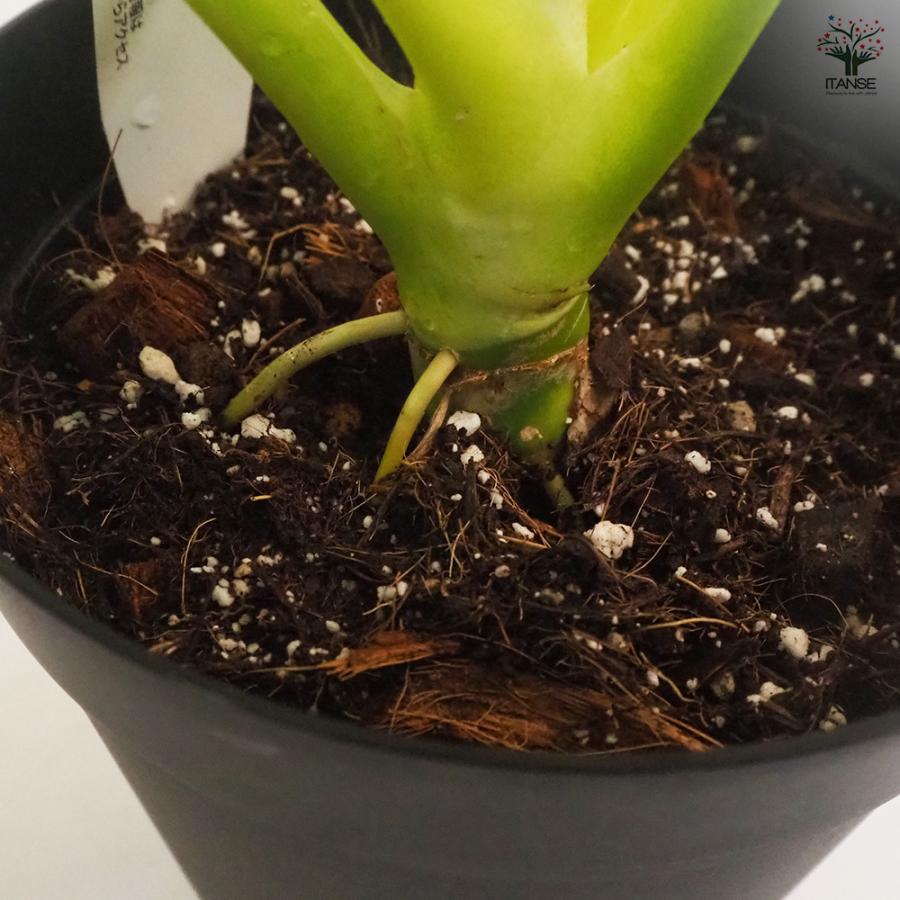 フィロデンドロン ゴールデンセローム 観葉植物 7号鉢/1個売り