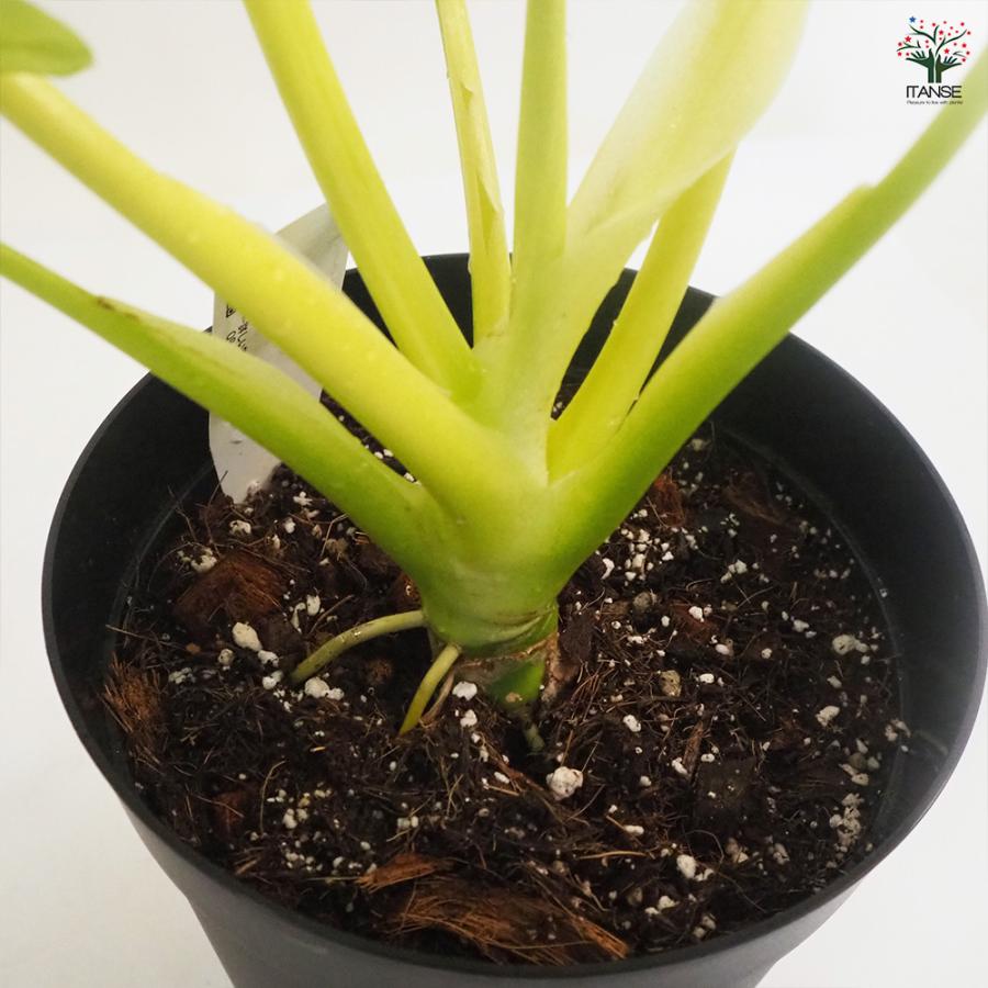 フィロデンドロン ゴールデンセローム 観葉植物 7号鉢/1個売り