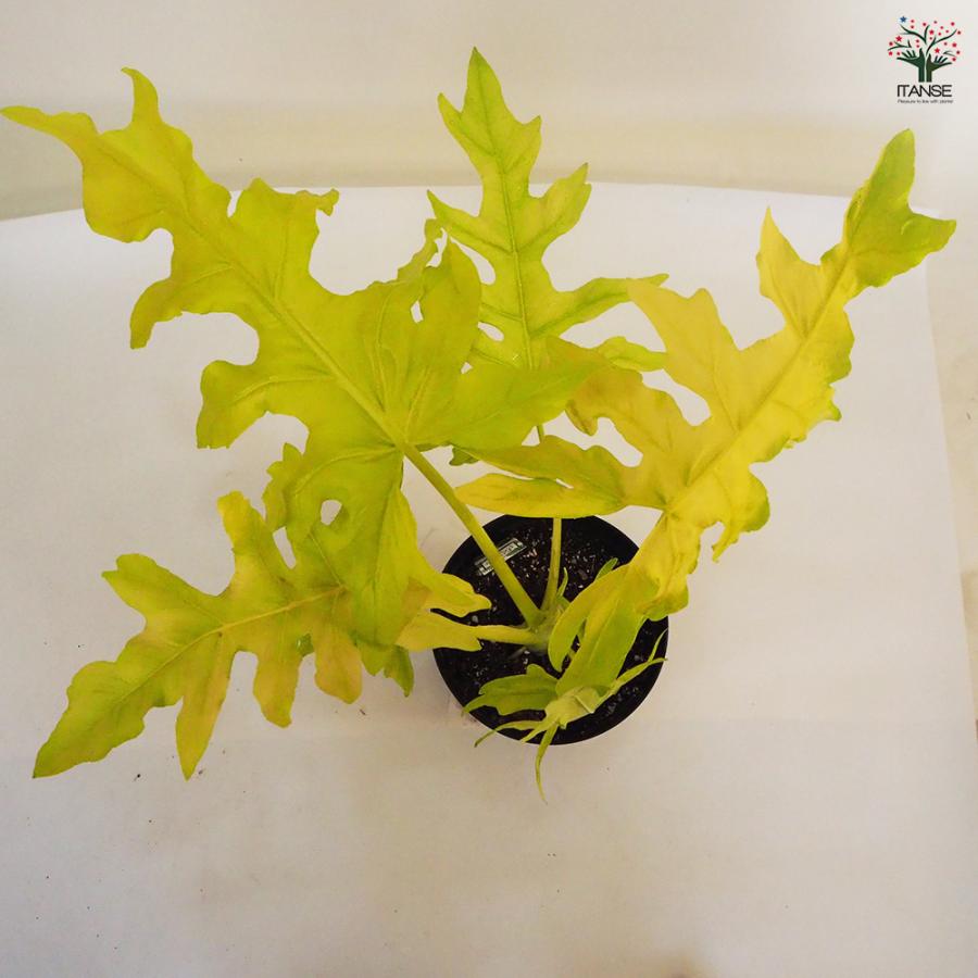 フィロデンドロン ゴールデンセローム 観葉植物 7号鉢/1個売り